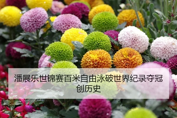 潘展乐世锦赛百米自由泳破世界纪录夺冠创历史